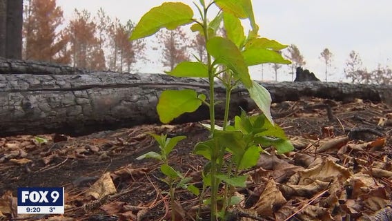 How Mother Nature will make a comeback after the Greenwood fire in northern Minnesota
