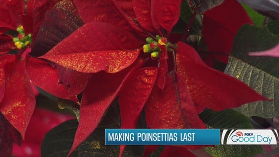 Tricks to keep your poinsettia looking great all winter long