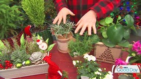 Unique plants for holiday decorating (that are NOT poinsettias)