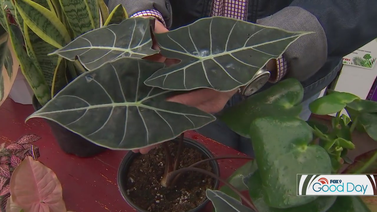 Garden Guy Dale K's favorite house plants with flare