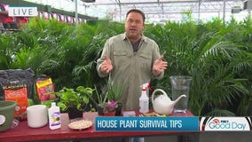 How to keep your house plants alive this winter