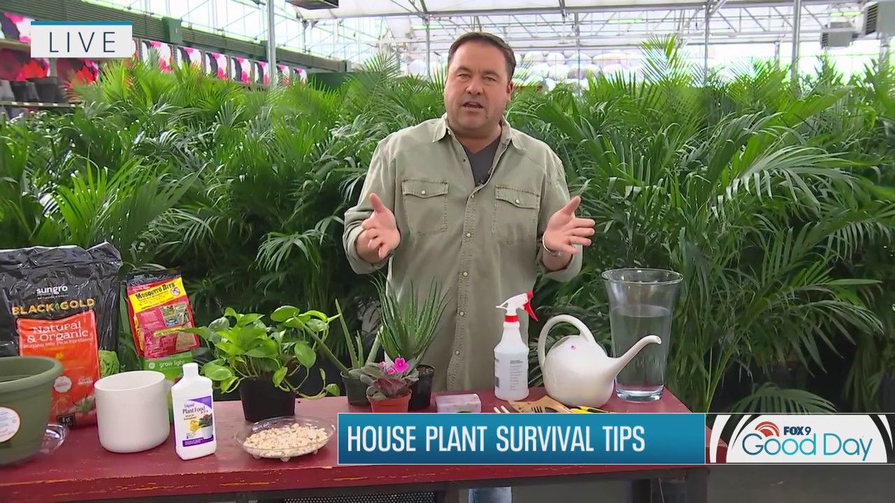 How to keep your house plants alive this winter