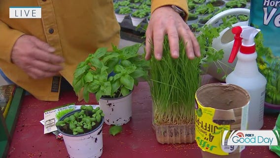 How to grow herbs from scratch indoors with Dale K