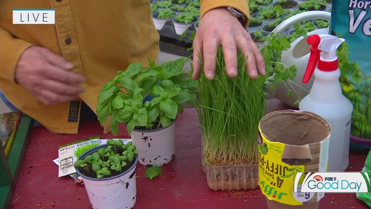 How to grow herbs from scratch indoors with Dale K