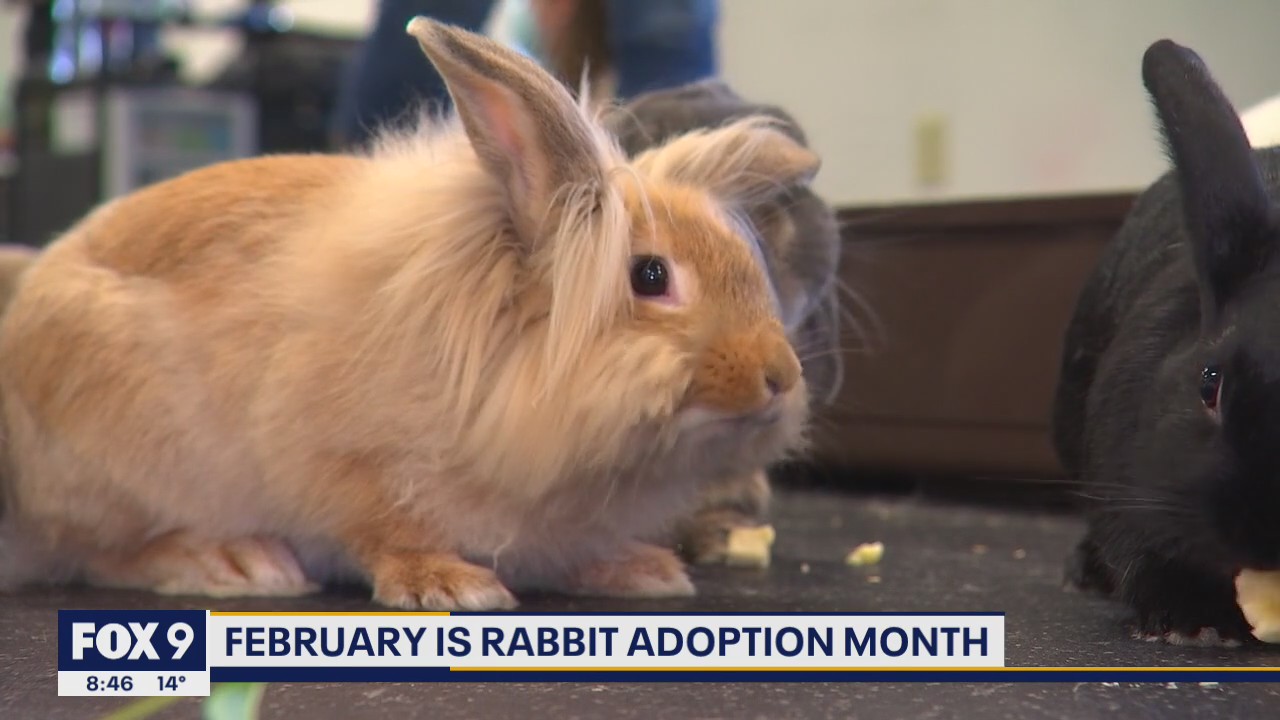 Hop to it! What you need to know about adopting a pet rabbit