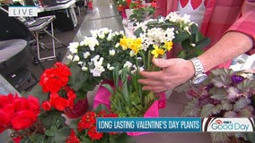 Give 'everlasting' love with these Valentine's plants (they last a lot longer than roses)