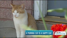 Debunking the top 4 myths about cats