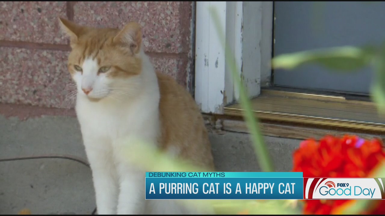 Debunking the top 4 myths about cats