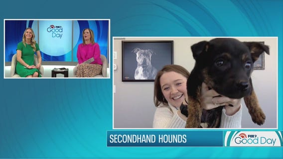 Puppy found frozen to the ground before nursed back to life