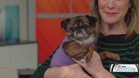 Spoil your fur ball with these pet goods from six local makers