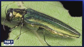 Worst year yet for Emerald Ash Borer in many Twin Cities suburbs