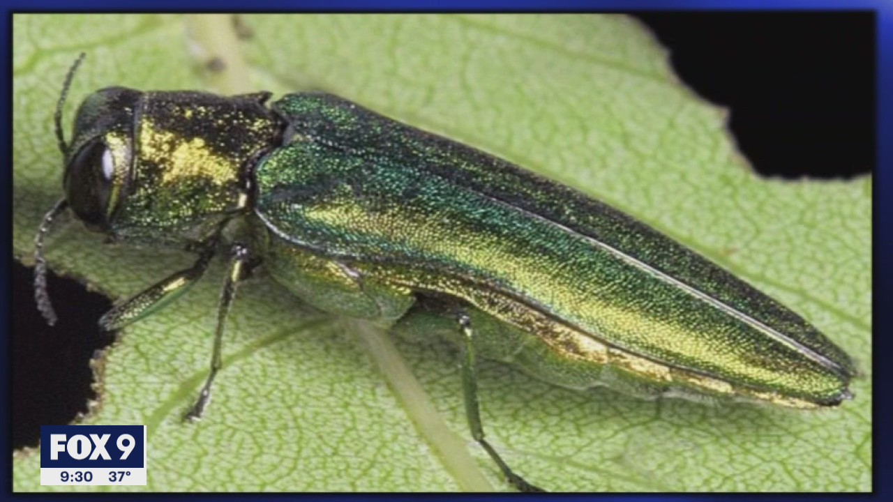 Worst year yet for Emerald Ash Borer in many Twin Cities suburbs