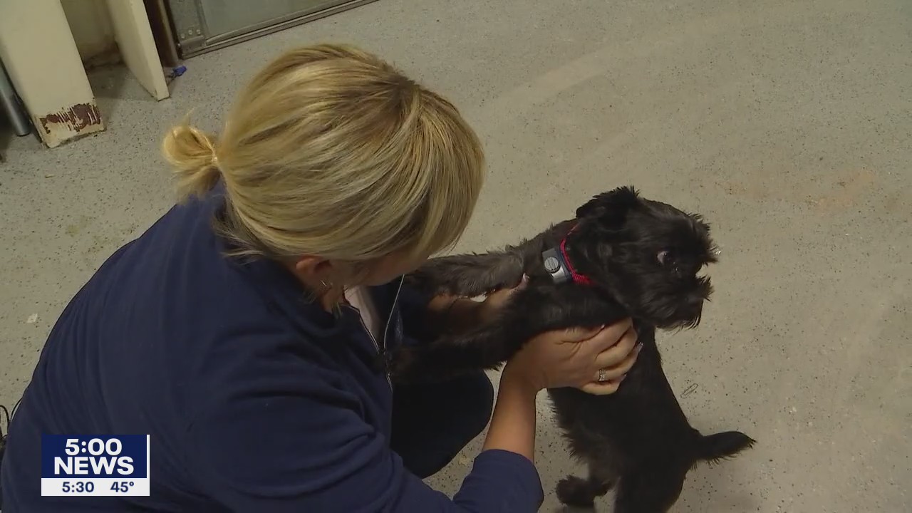 Pet facility being built in Plymouth