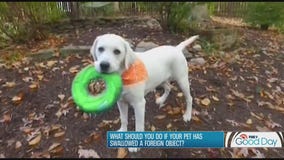 Don't eat that! The strange objects that pets like to eat & how to address a serious problem