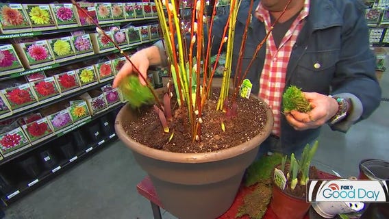 Create your first container garden of the year using bulbs