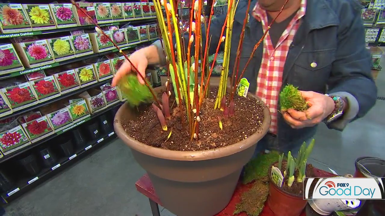 Create your first container garden of the year using bulbs