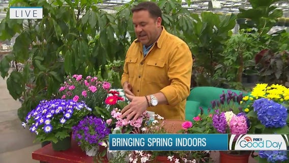 Bringing a taste of spring indoors with Garden Guy Dale K