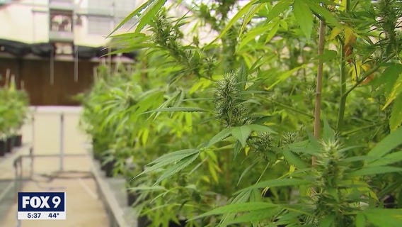 Advocates rally for legal weed in Minnesota on cannabis holiday