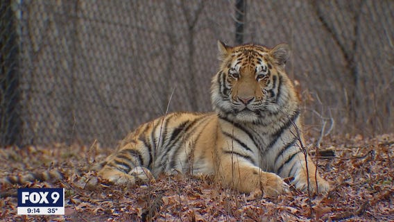 Minnesota Zoo welcomes new Amur tiger after death of another tiger