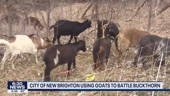 City of New Brighton turns to eco-friendly option to get rid of buckthorn