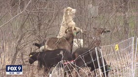 New Brighton turns to eco-friendly option to get rid of buckthorn