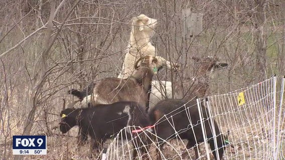 New Brighton turns to eco-friendly option to get rid of buckthorn