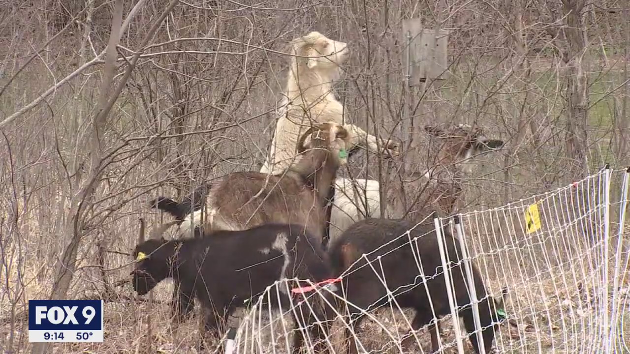 New Brighton turns to eco-friendly option to get rid of buckthorn