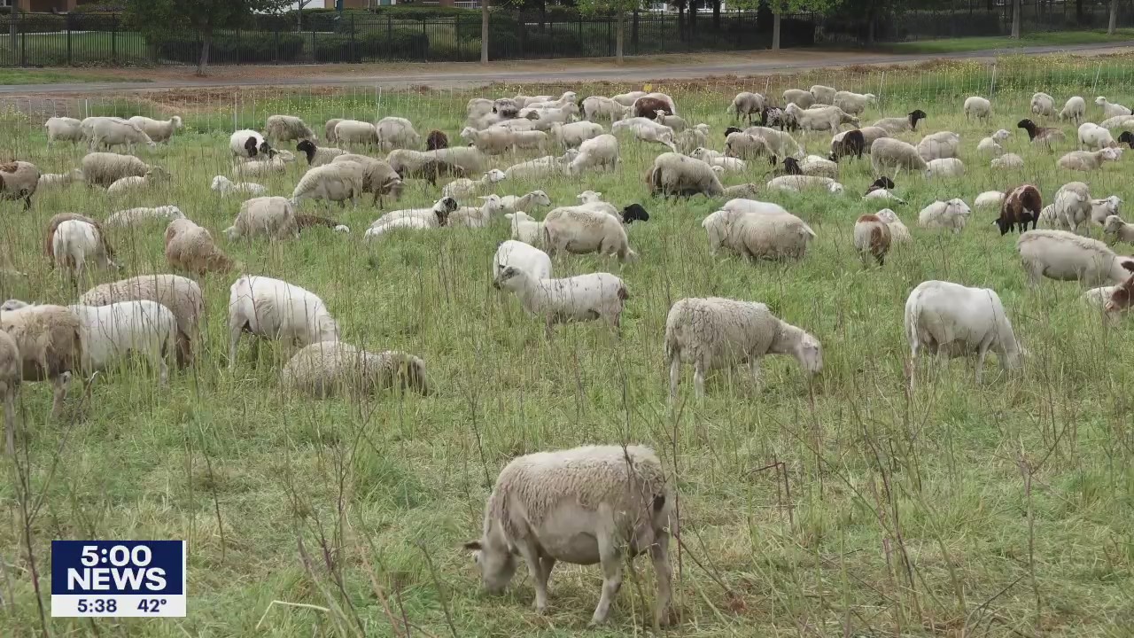 Sheep helping with wildfire prevention