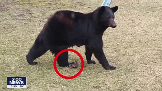 DNR considers plans as bear with trap on leg is spotted in Maple Grove