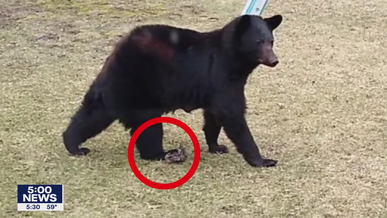 DNR considers plans as bear with trap on leg is spotted in Maple Grove
