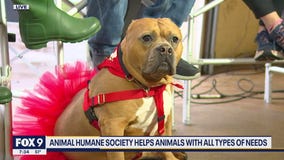 Walk For Animals: Meet Petunia