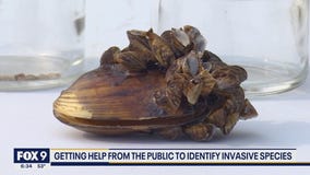 Stopping the spread of aquatic invasive species in Minnesota lakes