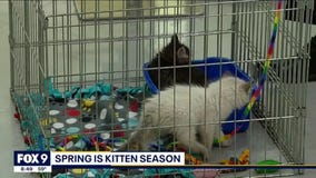 Spring is kitten season. Here's what that means.