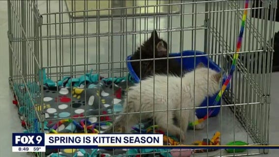 Spring is kitten season. Here's what that means.