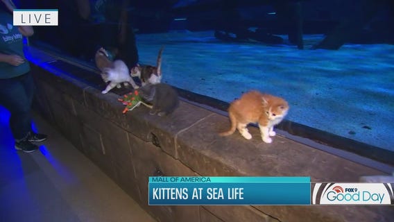 Kittens explore Sea Life at Mall of America