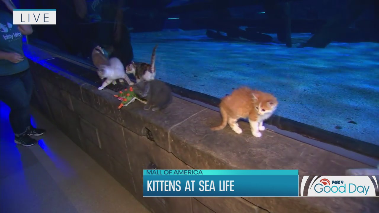 Kittens explore Sea Life at Mall of America