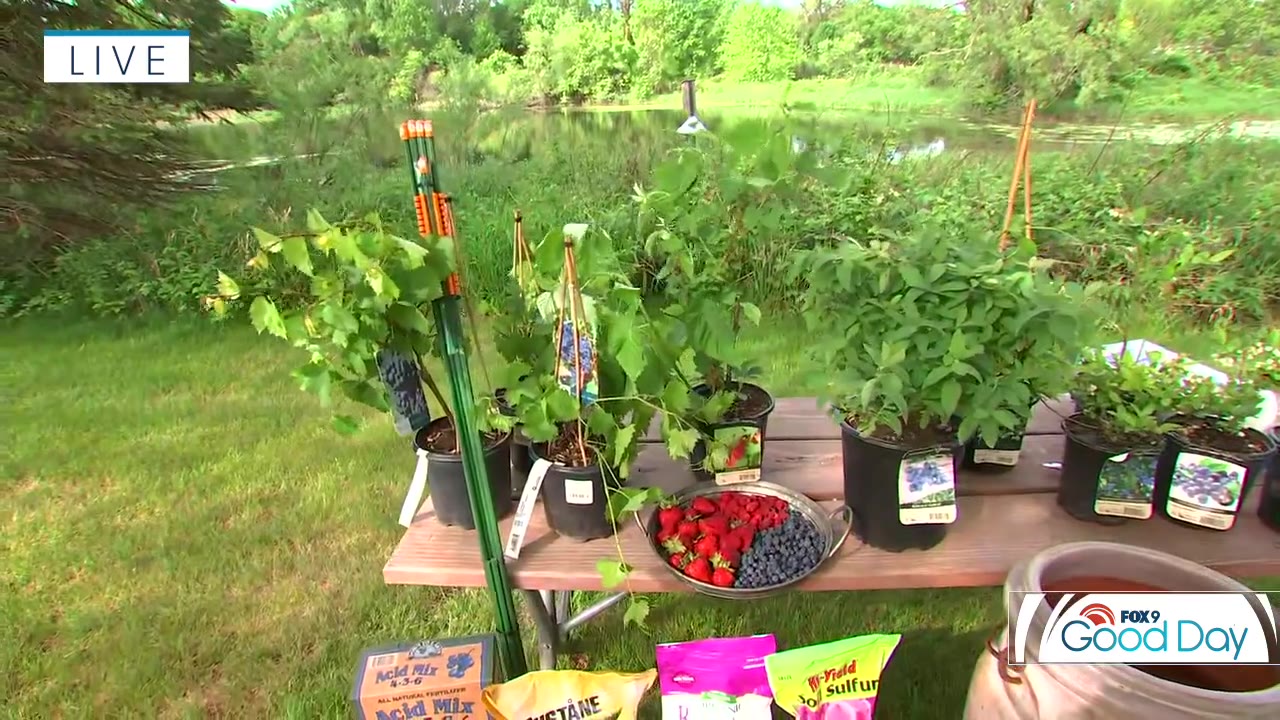 Tips for growing your own berries in Minnesota