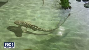 Summer of sharks at Sea Life at Mall of America