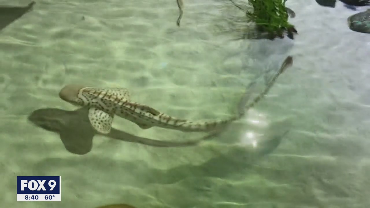 Summer of sharks at Sea Life at Mall of America