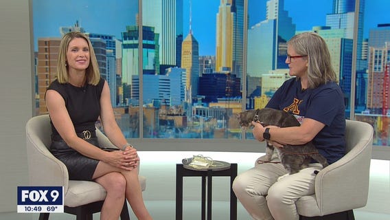 Blood donations for your pet