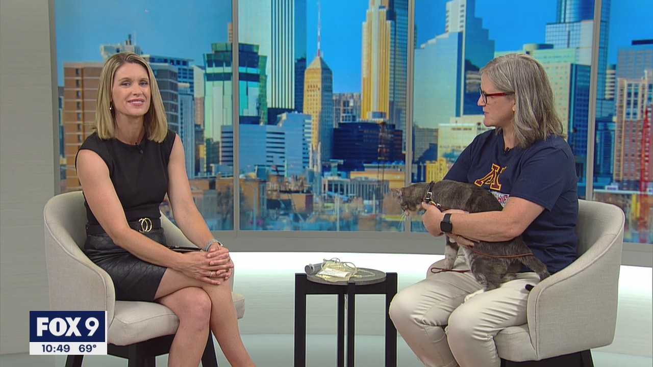 Blood donations for your pet