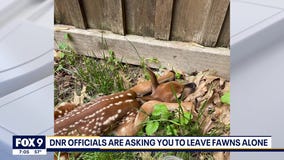 Leave baby deer alone, Minnesota DNR urges
