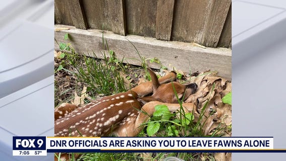 Leave baby deer alone, Minnesota DNR urges