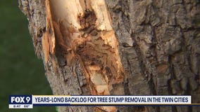 Years-long backlog for tree stump removal in Twin Cities