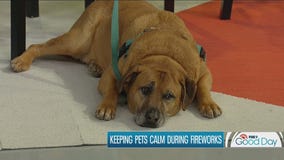 Keeping pets calm during fireworks