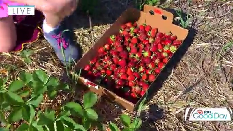 Strawberry season is here in Minnesota