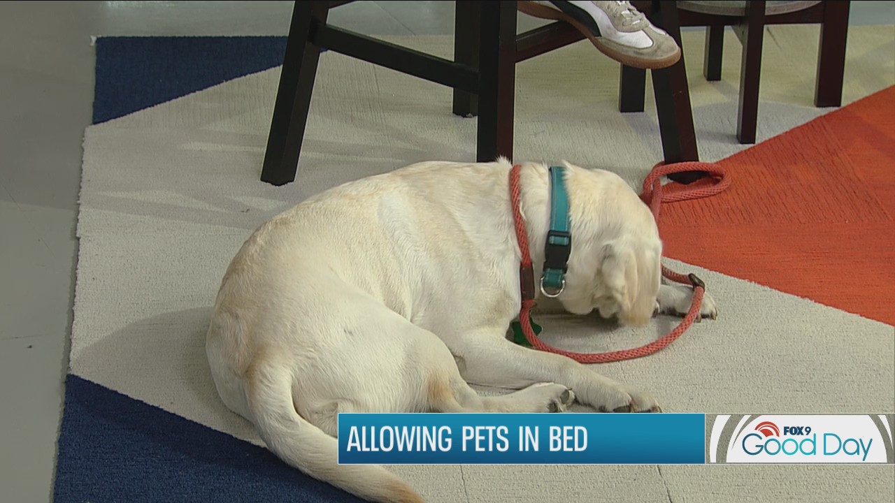 Should your pet sleep in bed with you?