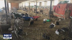 Savage rabbit sanctuary under investigation for neglect