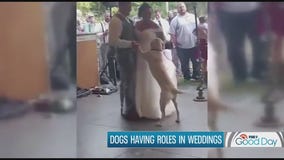 Dogs having roles in weddings: yay or nay?