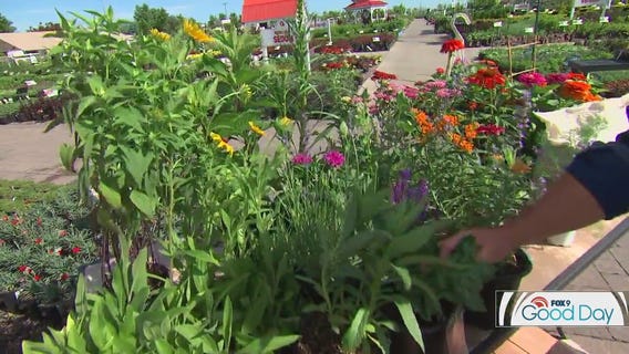 Attracting pollinators to your yard in Minnesota